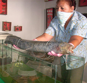 2727_South American Lungfish_Lepidosiren paradoxa.jpg